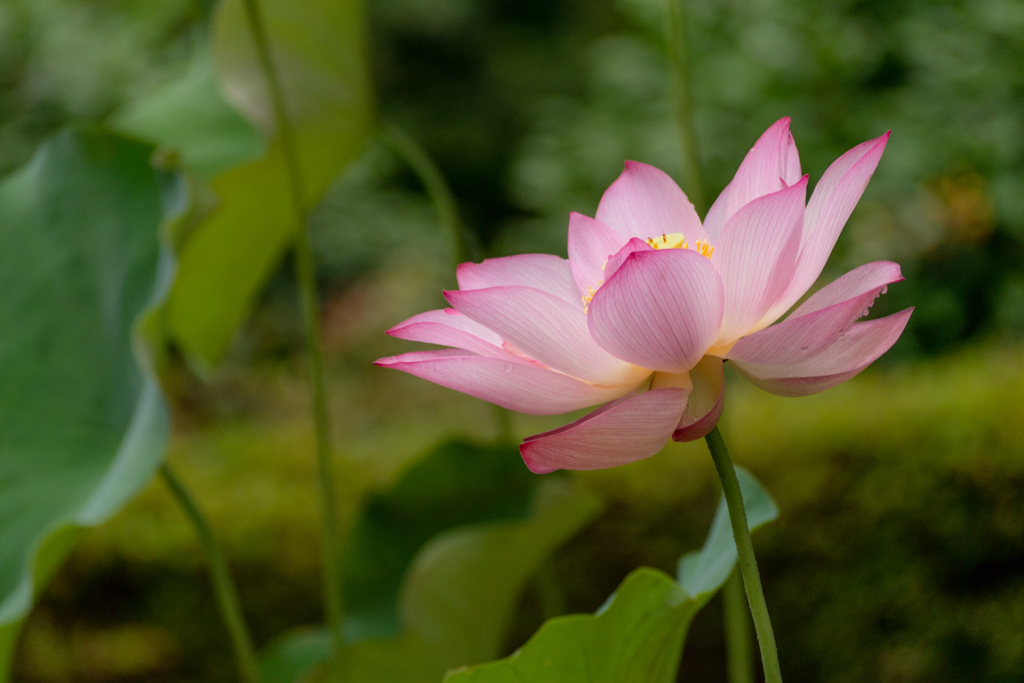 花灯り #2