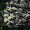 しおれの美　紫陽花 #3