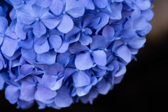 紫陽花