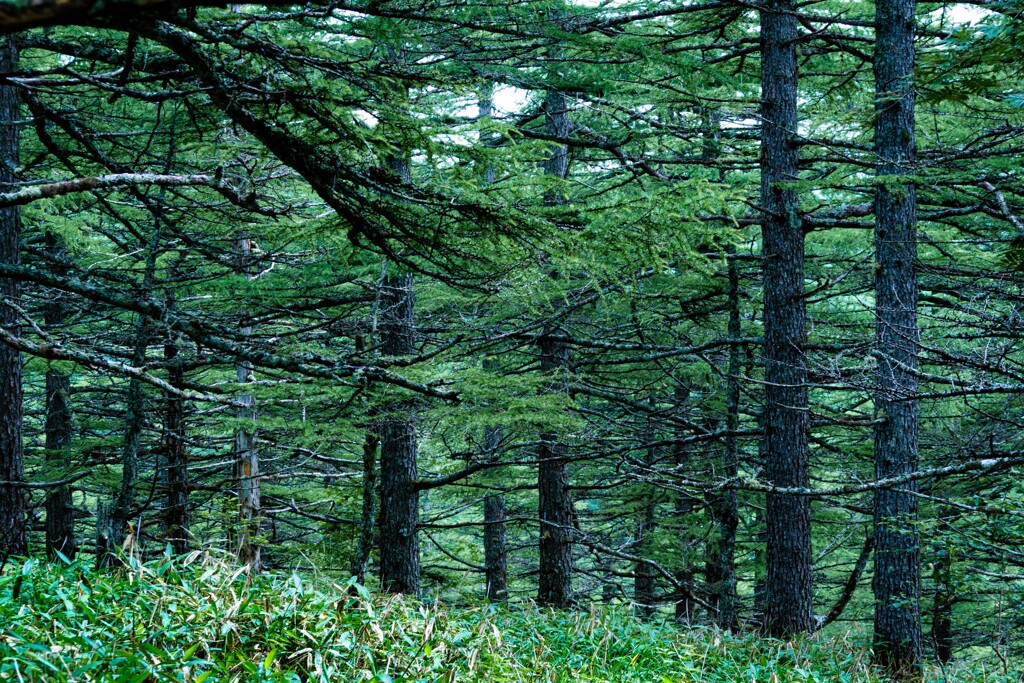 池之平湿原 カラマツ林