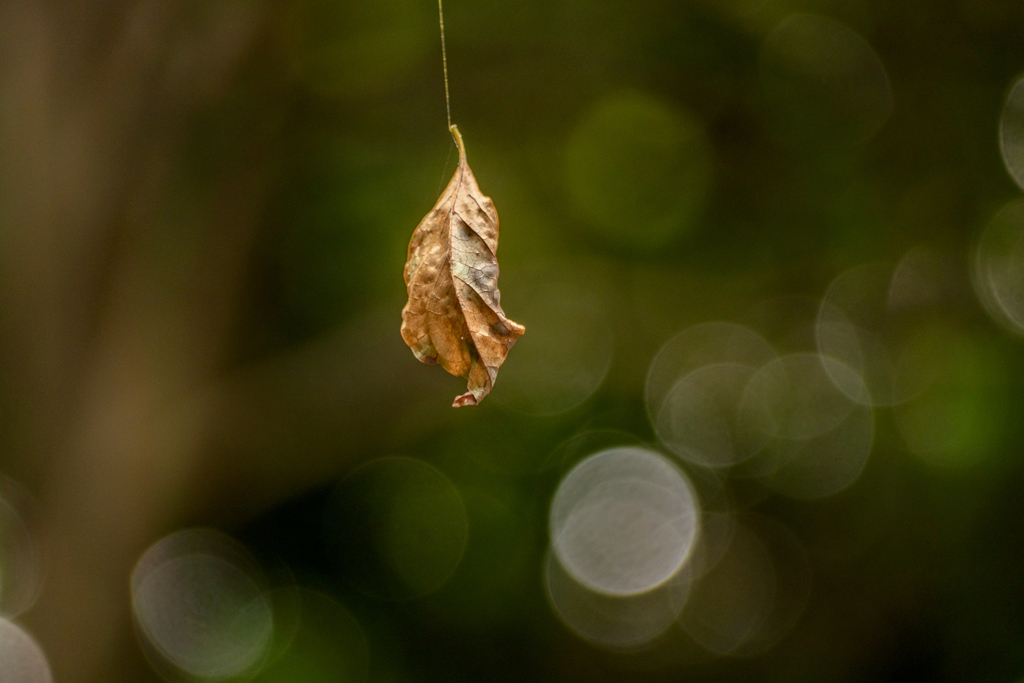 Autumn Leaves