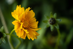 残念な草花 オオキンケイギク
