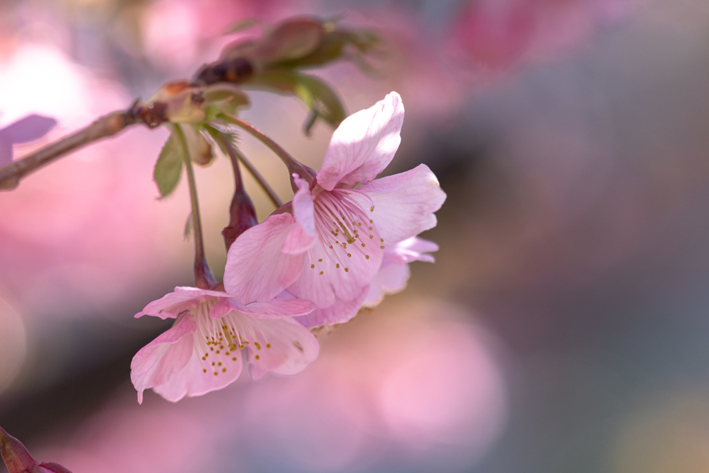 春の便り 河津桜
