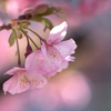 春の便り 河津桜