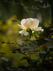  Autumn garden #6　ホリデーアイランド・ピオー