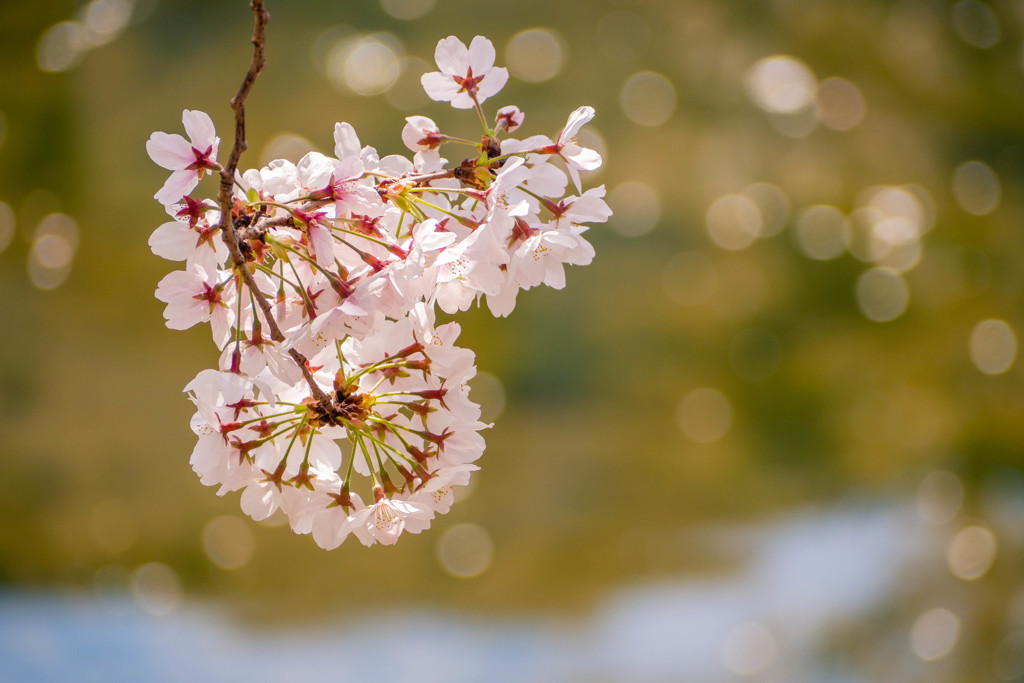 桜　夢見草 08