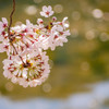 桜　夢見草 08