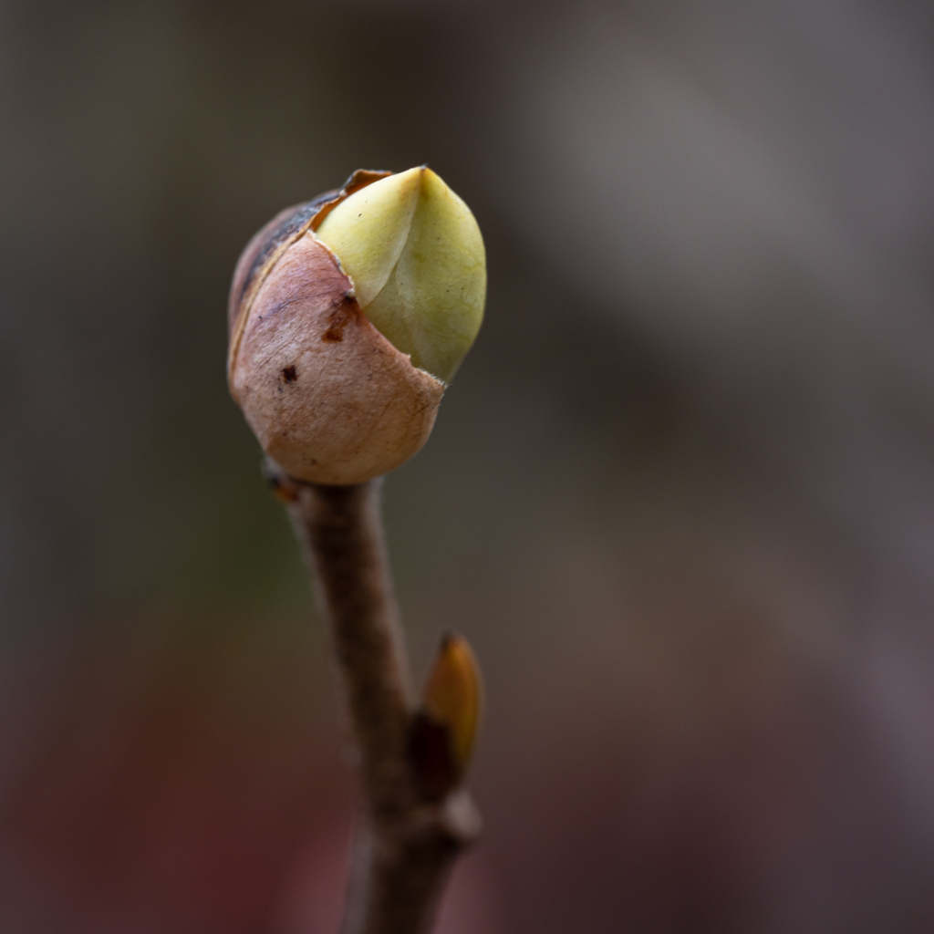 トサミズキの冬芽