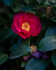 雪中四友　山茶花