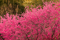 咲きこぼれる花桃