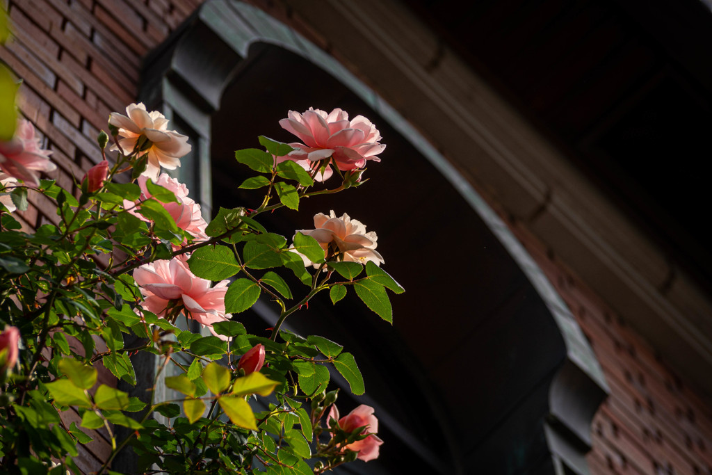 ゲーテ座跡に咲く薔薇 03