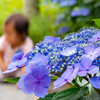 紫陽花 08