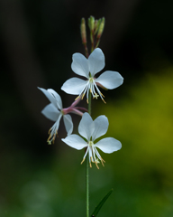 白蝶草　ガウラ