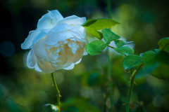 しなだれかかる薔薇