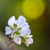 十月桜 #2