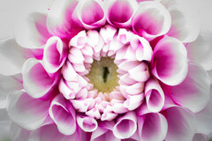 Cat's eyes／ダリア