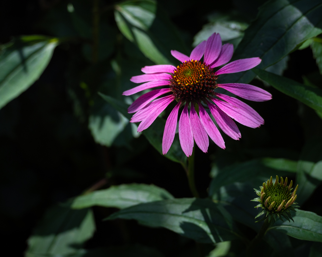 紫馬簾菊 エキナセア