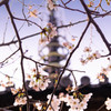 三渓園 04　旧燈明堂三重塔