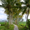 Bali Ubud_03　バリの畦道