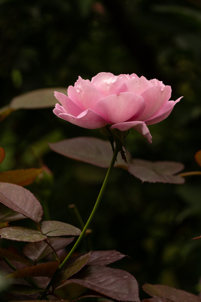Autumn garden 19