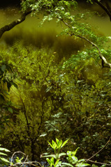 里山の春 12　瀬上池 #3