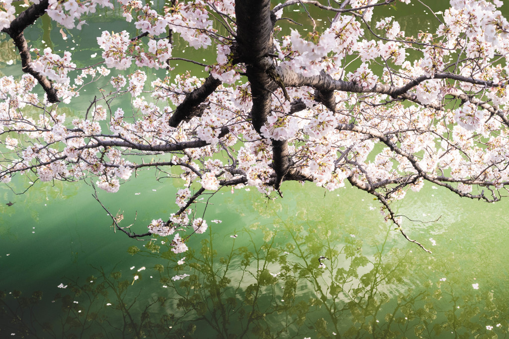 桜　夢見草 05