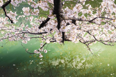桜　夢見草 05