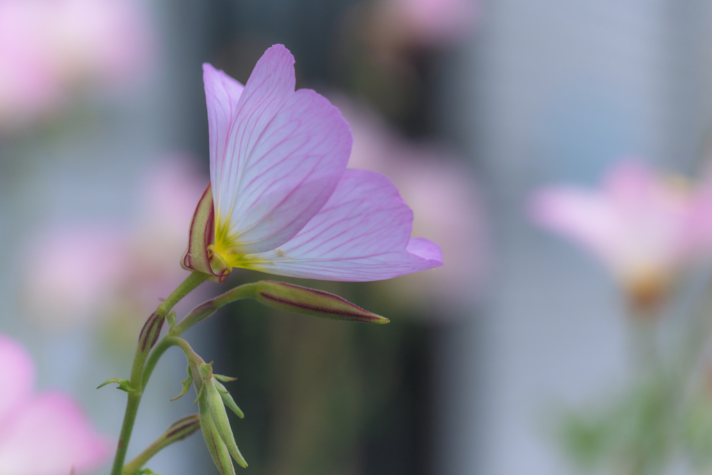 昼咲き月見草
