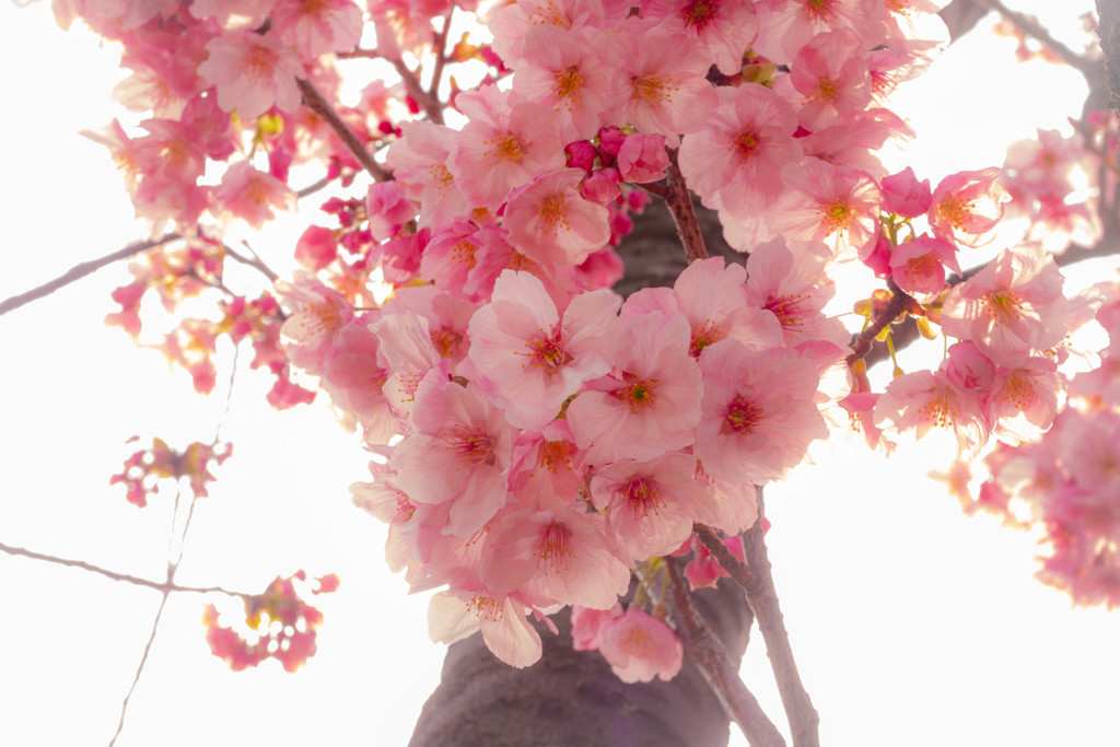 桜 夢見草 ＃01