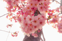 桜 夢見草 ＃01