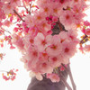 桜 夢見草 ＃01