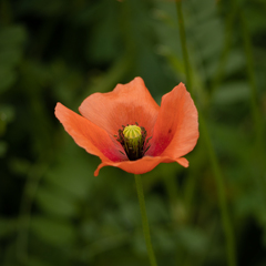 残念な草花 ナガミヒナゲシ