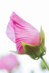芙蓉 01