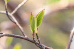 Leaf　目覚めの時