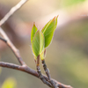 Leaf　目覚めの時