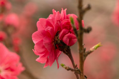 咲きこぼれる花桃