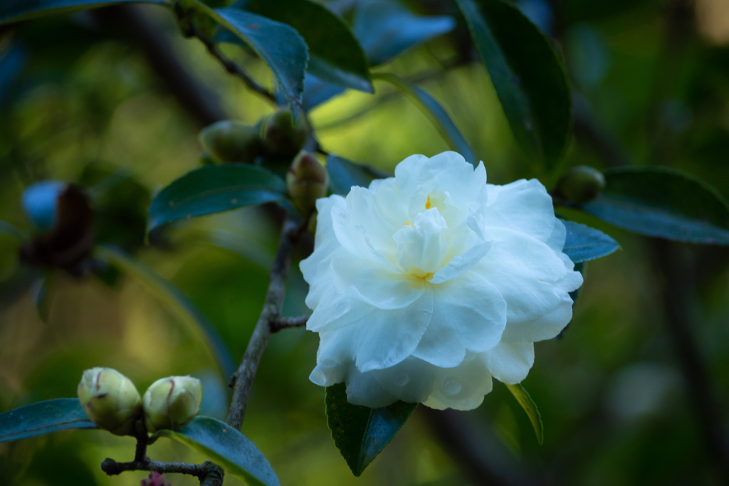 山茶花 #3