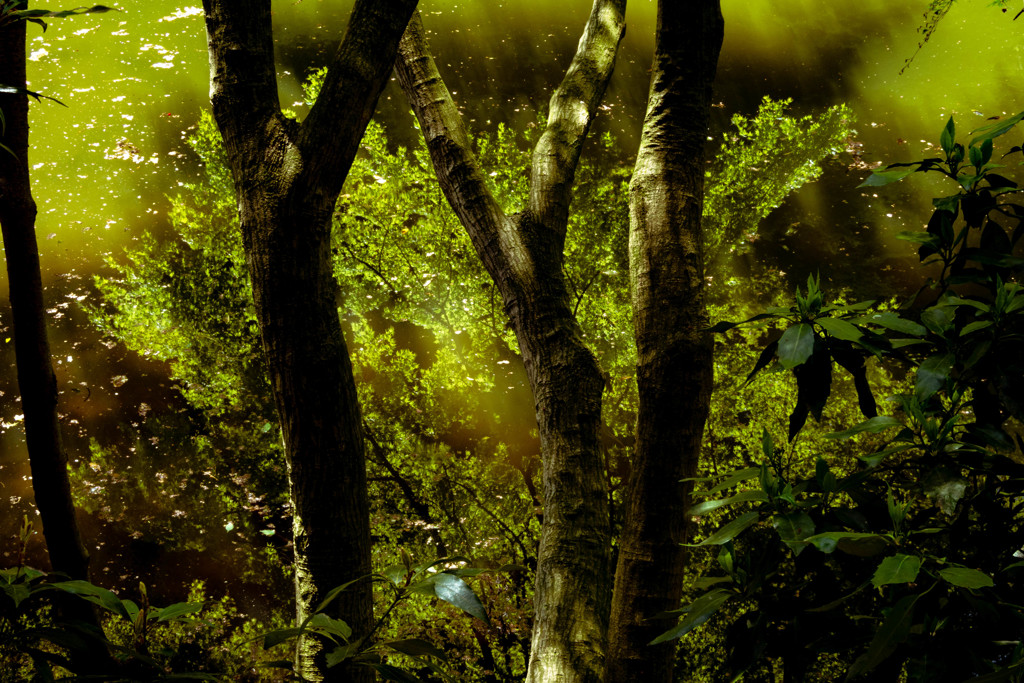 里山の春 11 　瀬上池 #2