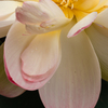 花灯り #6