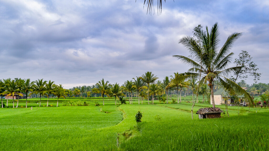 Bali Ubud 10　Rice Field