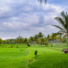 Bali Ubud 10　Rice Field
