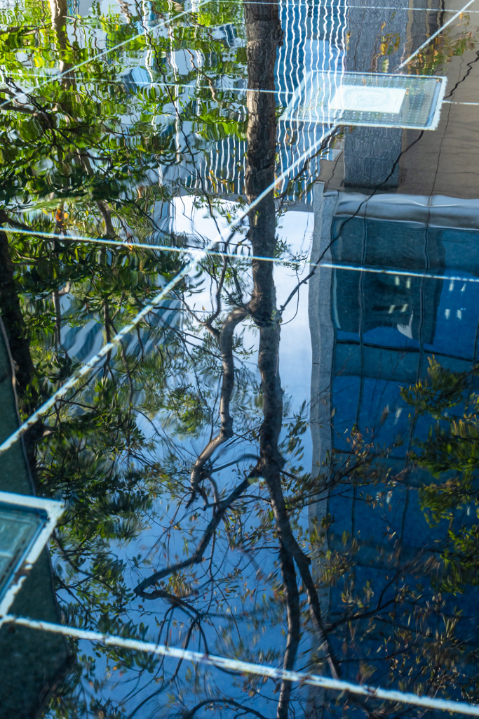 Reflection 街路樹