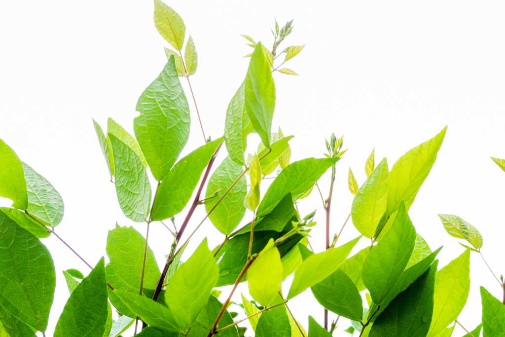 Leaf 06　き＋みどり