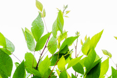 Leaf 06　き＋みどり