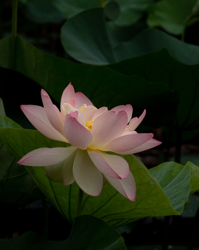 花灯り #1