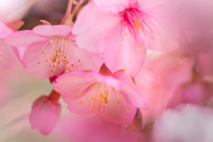 春色に染まる 桜 #2