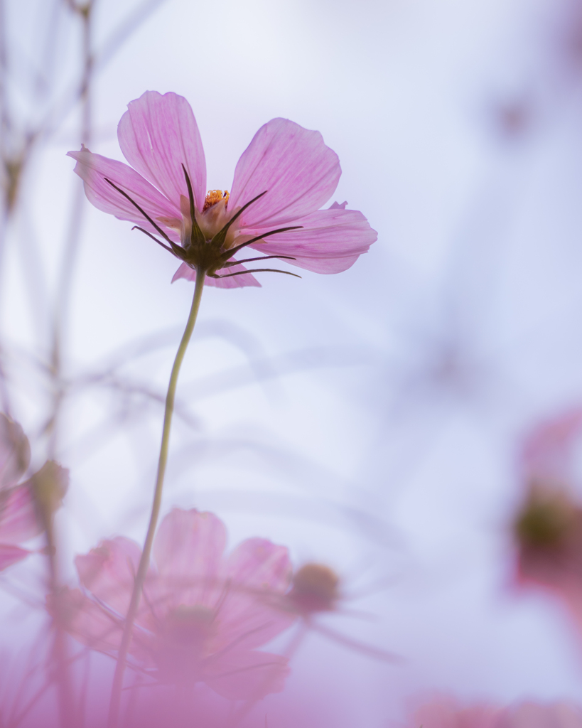 背伸びする秋桜