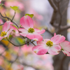 咲き零れる花水木
