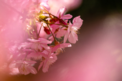 桜色に染まる 桜 #3