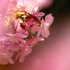桜色に染まる 桜 #3